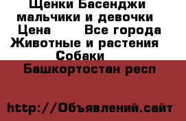 Щенки Басенджи ,мальчики и девочки › Цена ­ 1 - Все города Животные и растения » Собаки   . Башкортостан респ.